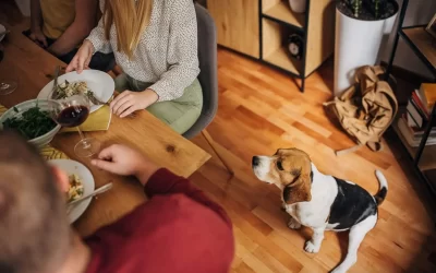 75 Human Foods, Vegs & Fruits Beagles Can Eat (and 25 To Avoid )