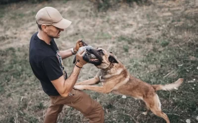 75 Human Foods, Vegs & Fruits Belgian Malinois Can Eat (and 25 To Avoid )