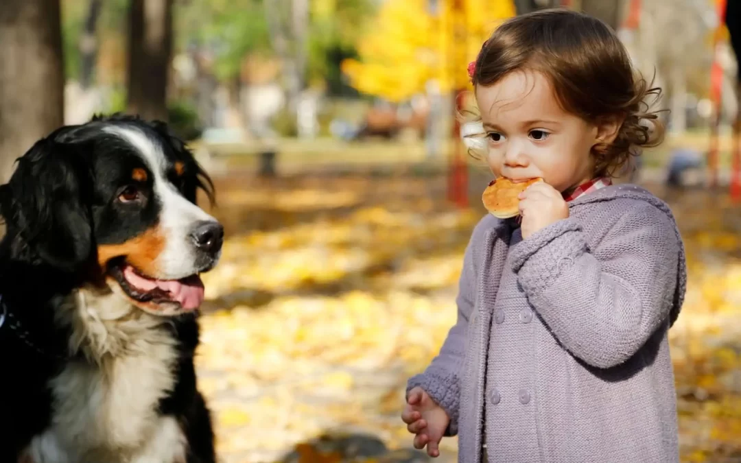75 Human Foods, Vegs & Fruits Bernese Mountain Dogs Can Eat (and 25 To Avoid )