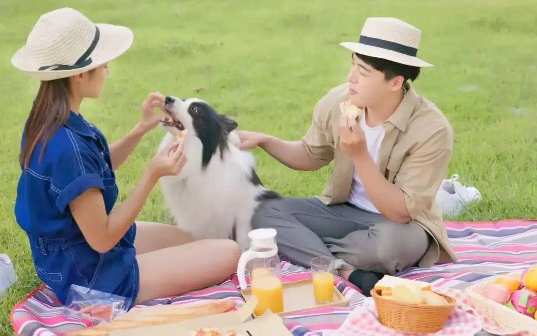 75 Human Foods, Vegs & Fruits Border Collies Can Eat (and 25 To Avoid )