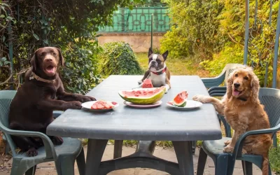 75 Human Foods, Vegs & Fruits Boston Terriers Can Eat (and 25 To Avoid )
