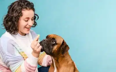 75 Human Foods, Vegs & Fruits Boxers Can Eat (and 25 To Avoid )