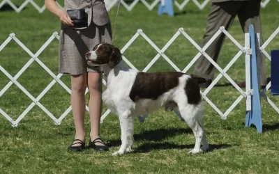 75 Human Foods, Vegs & Fruits Brittanys Can Eat (and 25 To Avoid )