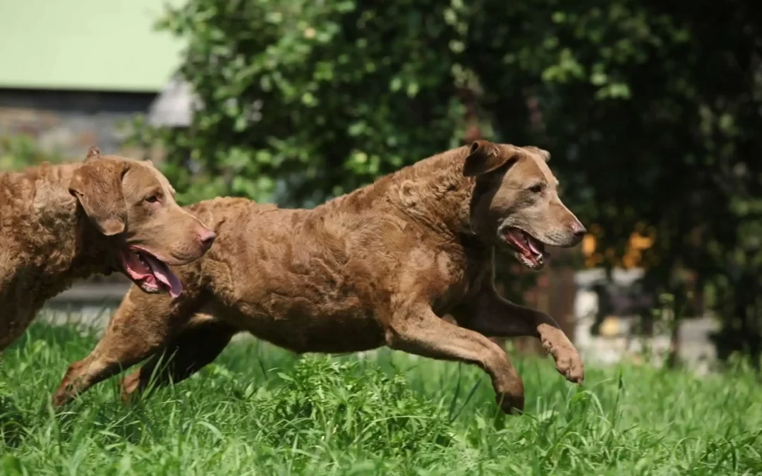 75 Human Foods, Vegs & Fruits Chesapeake Bay Retrievers Can Eat (and 25 To Avoid )