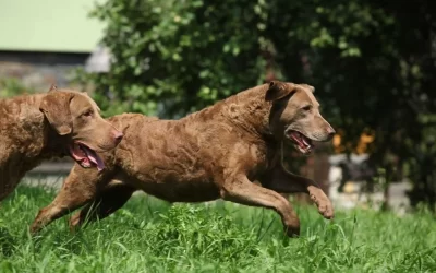 75 Human Foods, Vegs & Fruits Chesapeake Bay Retrievers Can Eat (and 25 To Avoid )