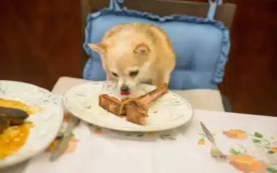 75 Human Foods, Vegs & Fruits Chihuahuas Can Eat (and 25 To Avoid )