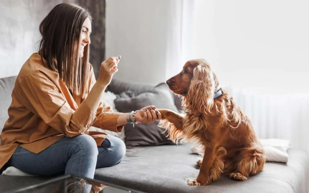 75 Human Foods, Vegs & Fruits Cocker Spaniels Can Eat (and 25 To Avoid )