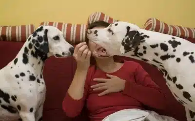 75 Human Foods, Vegs & Fruits Dalmatians Can Eat (and 25 To Avoid )