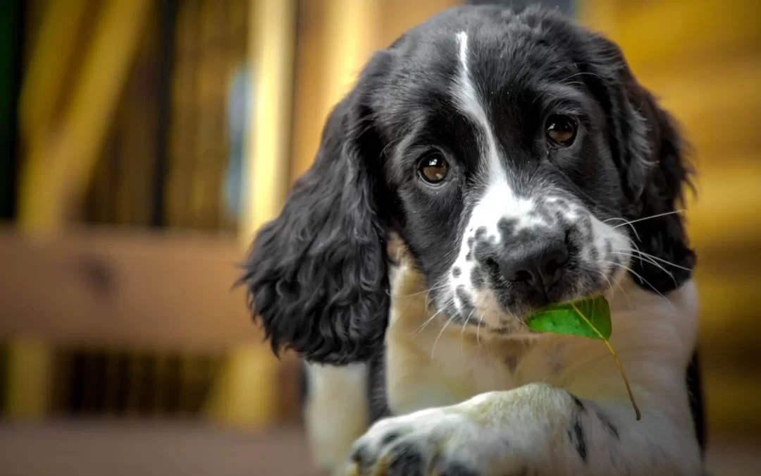 75 Human Foods, Vegs & Fruits English Springer Spaniels Can Eat (and 25 To Avoid )