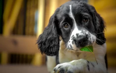 75 Human Foods, Vegs & Fruits English Springer Spaniels Can Eat (and 25 To Avoid )