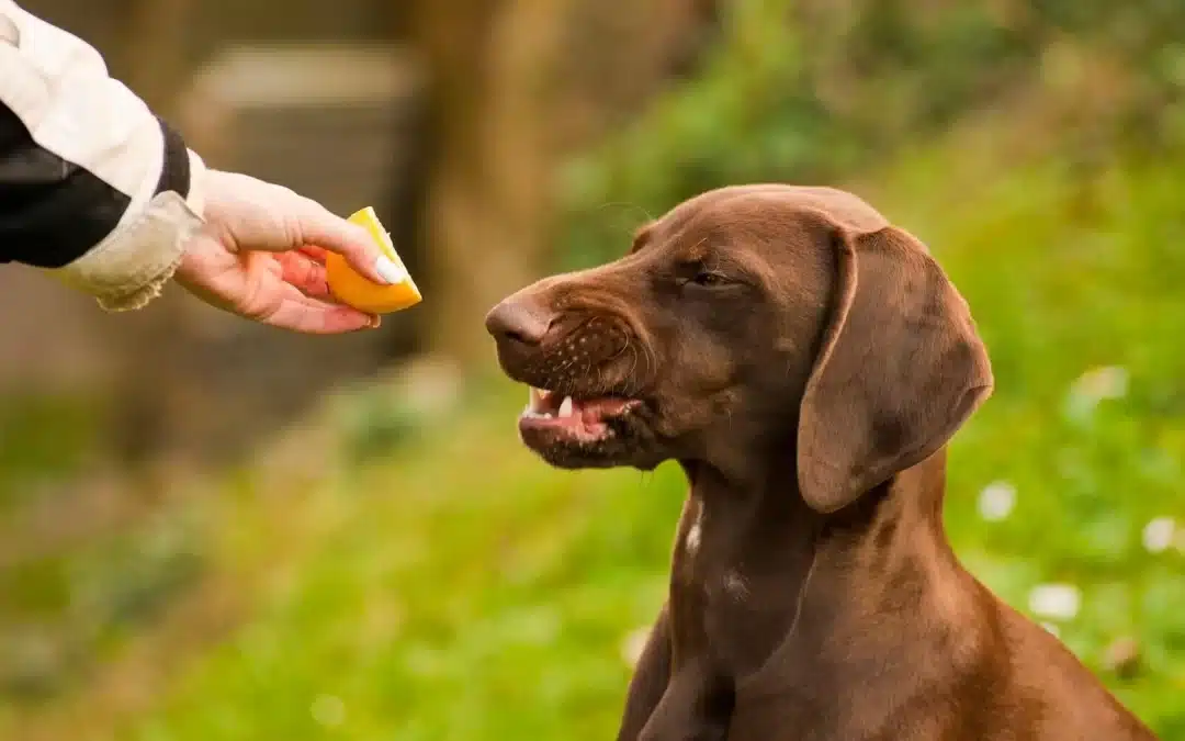 75 Human Foods, Vegs & Fruits German Shorthaired Pointers Can Eat (and 25 To Avoid )