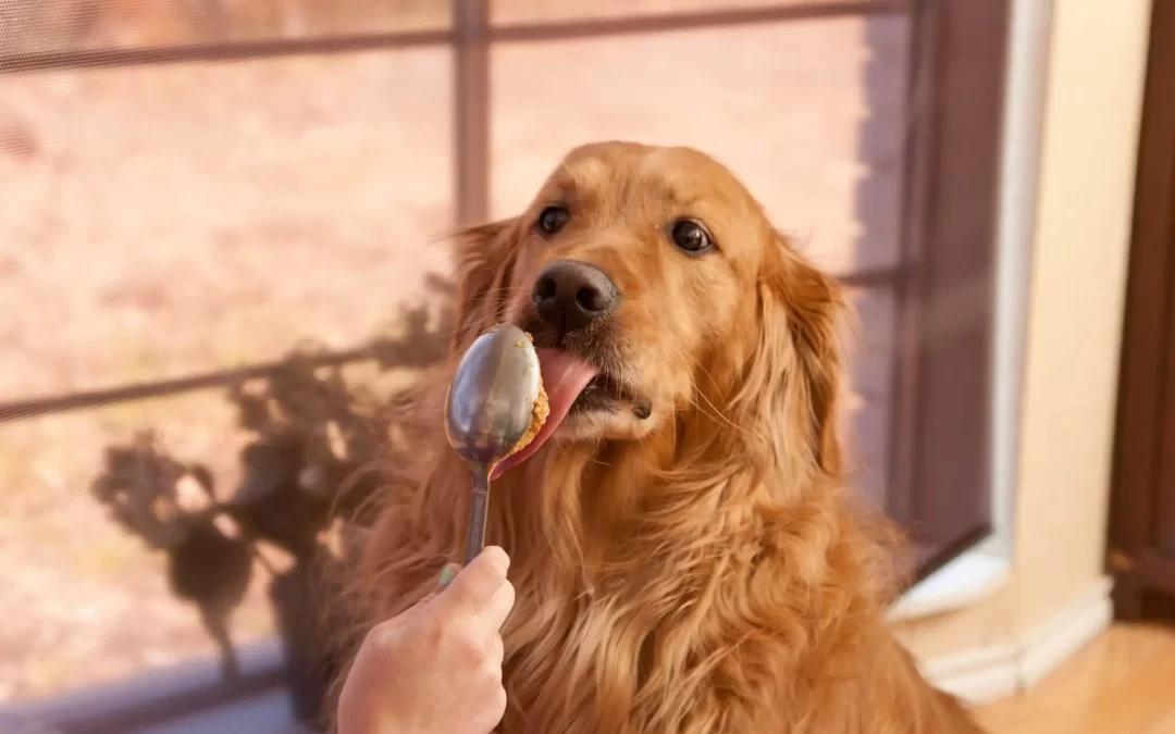 75 Human Foods, Vegs & Fruits Golden Retrievers Can Eat (and 25 To Avoid )