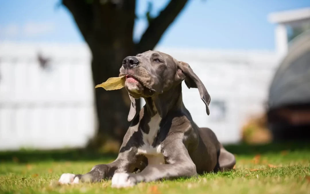 75 Human Foods, Vegs & Fruits Great Danes Can Eat (and 25 To Avoid )