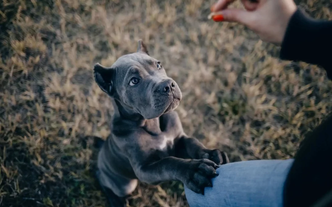 75 Human Foods, Vegs & Fruits Mastiffs Can Eat (and 25 To Avoid )
