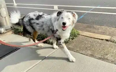 75 Human Foods, Vegs & Fruits Miniature American Shepherds Can Eat (and 25 To Avoid )