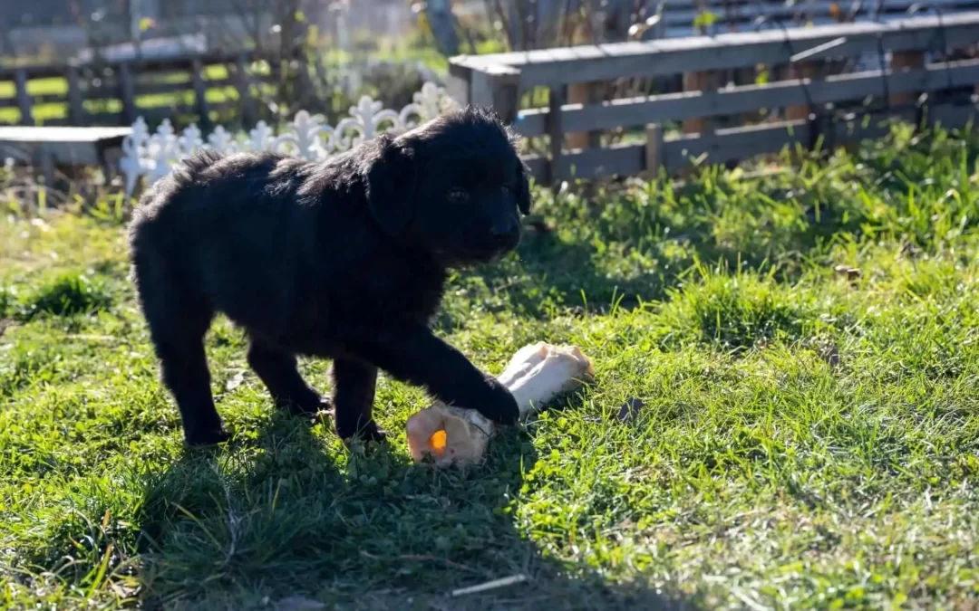 75 Human Foods, Vegs & Fruits Newfoundlands Can Eat (and 25 To Avoid )