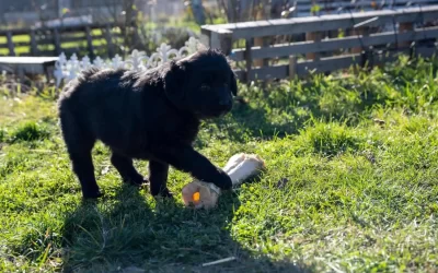 75 Human Foods, Vegs & Fruits Newfoundlands Can Eat (and 25 To Avoid )