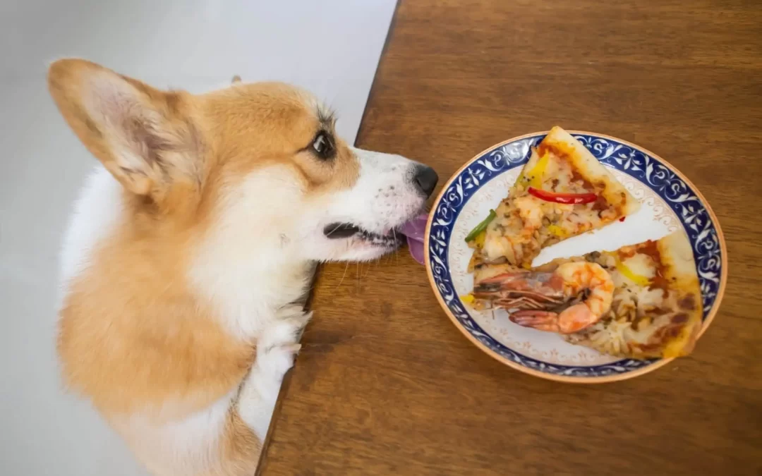 75 Human Foods, Vegs & Fruits Pembroke Welsh Corgis Can Eat (and 25 To Avoid )