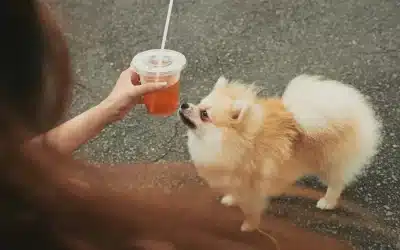 75 Human Foods, Vegs & Fruits Pomeranians Can Eat (and 25 To Avoid )