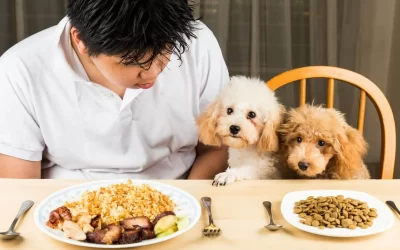 75 Human Foods, Vegs & Fruits Poodles Can Eat (and 25 To Avoid )