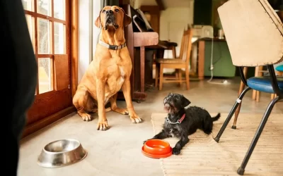 75 Human Foods, Vegs & Fruits Rhodesian Ridgebacks Can Eat (and 25 To Avoid )