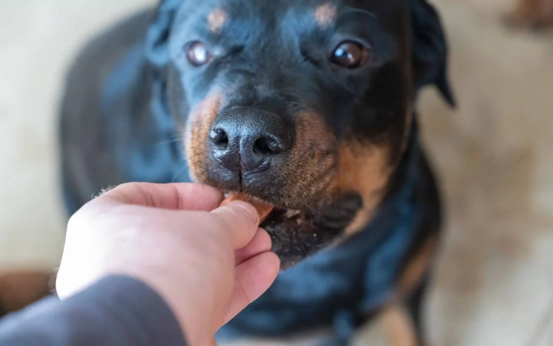 75 Human Foods, Vegs & Fruits Rottweilers Can Eat (and 25 To Avoid )