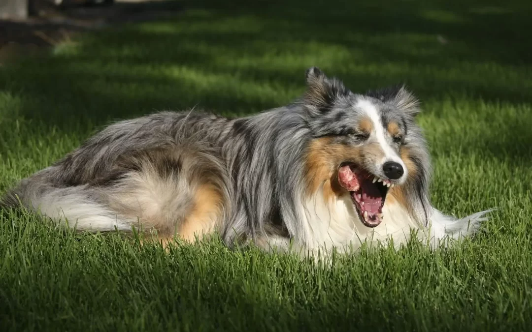 75 Human Foods, Vegs & Fruits Shetland Sheepdogs Can Eat (and 25 To Avoid )