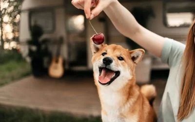 75 Human Foods, Vegs & Fruits Shiba Inus Can Eat (and 25 To Avoid )