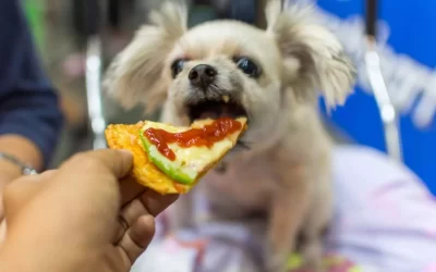 75 Human Foods, Vegs & Fruits Shih Tzus Can Eat (and 25 To Avoid )