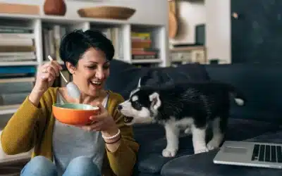 75 Human Foods, Vegs & Fruits Siberian Huskies Can Eat (and 25 To Avoid )