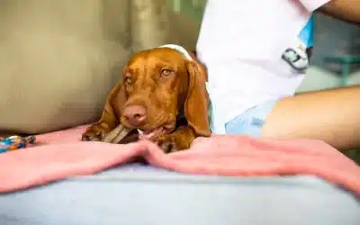 75 Human Foods, Vegs & Fruits Vizslas Can Eat (and 25 To Avoid )