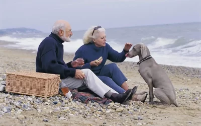75 Human Foods, Vegs & Fruits Weimaraners Can Eat (and 25 To Avoid )