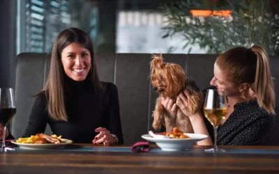 75 Human Foods, Vegs & Fruits Yorkshire Terriers Can Eat (and 25 To Avoid )