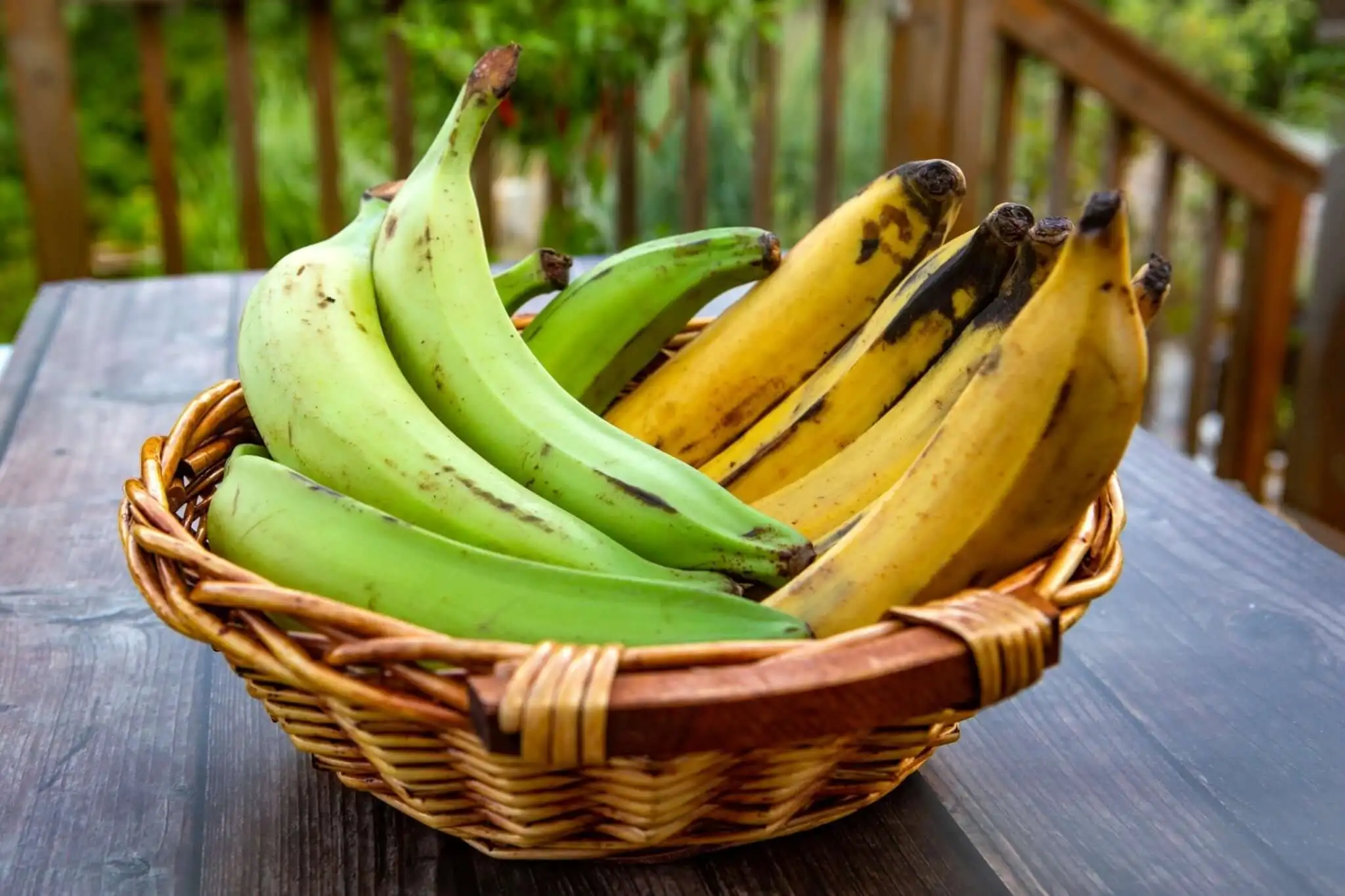 are plantains safe for dogs to eat