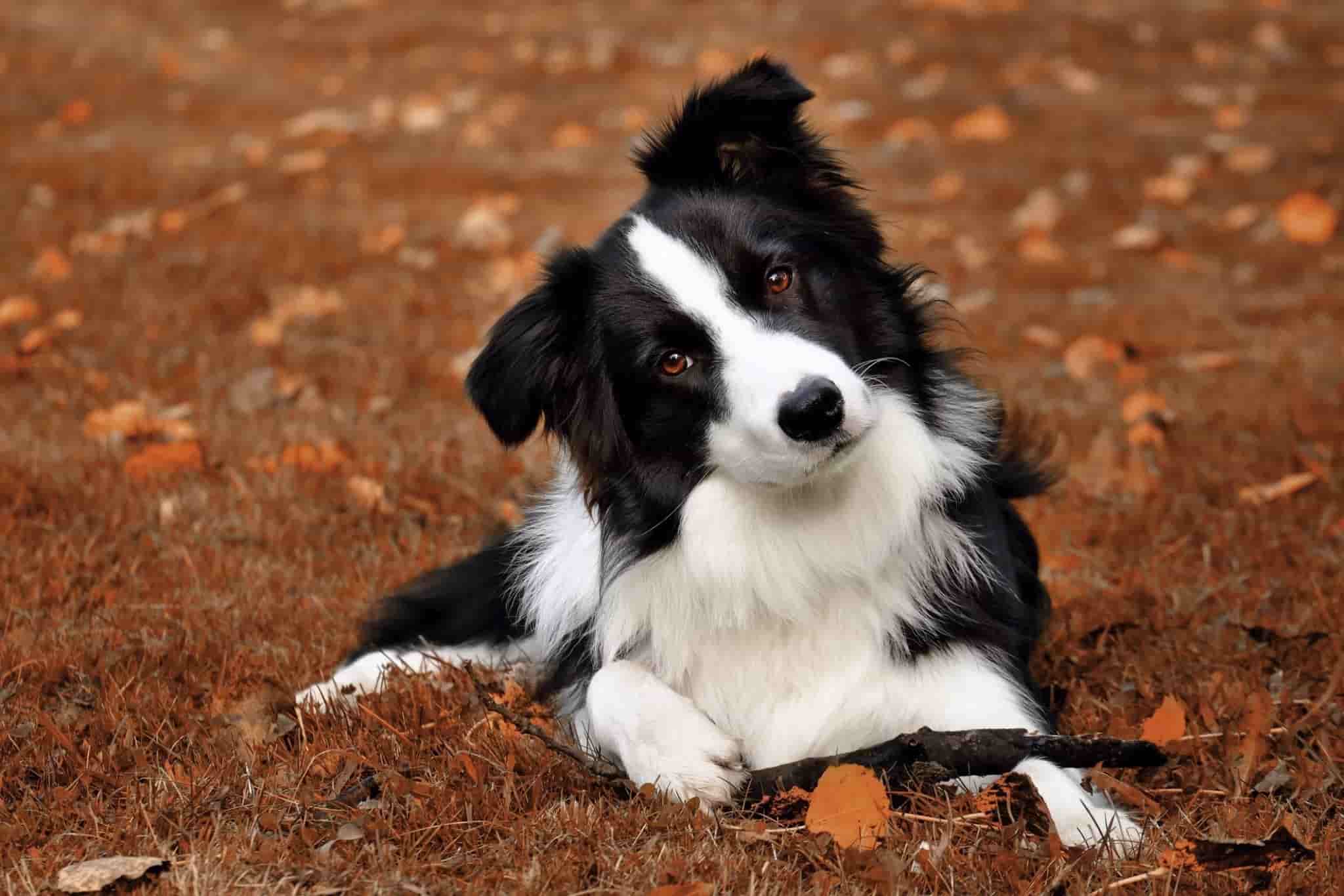 are border collies predisposed for skin conditions