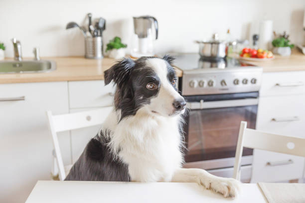 what is the best dog food for my border collie