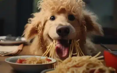 Chicken Alfredo Pasta?