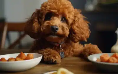 Orange Chicken? (7 Things You Should Know)